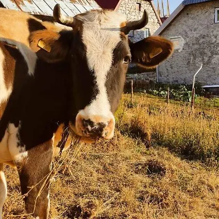 Natura As Brvnara Gornji Lukomir